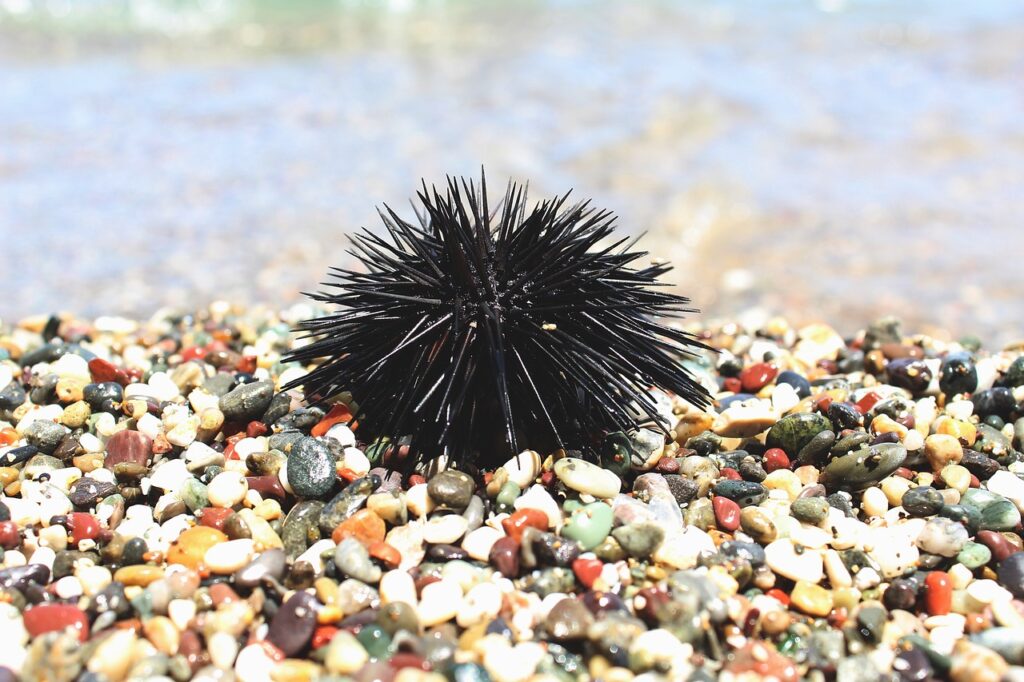 sea urchin, sea